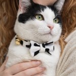 image 4 Black and white cat wearing bow tie collar