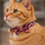Orange tabby cat wearing patterned bow tie collar