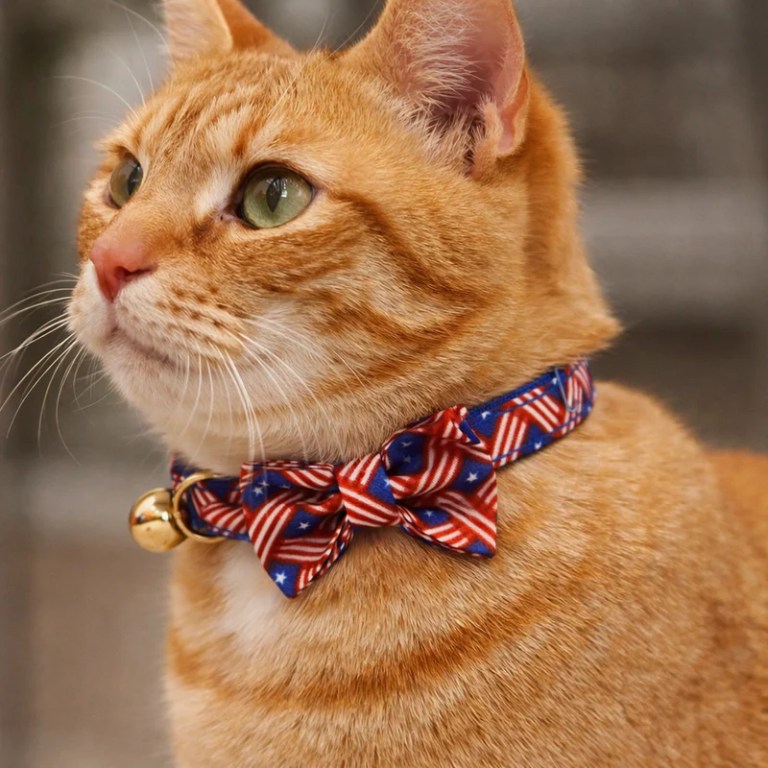 Orange tabby cat wearing patterned bow tie collar
