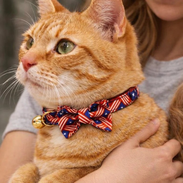Orange tabby cat wearing patriotic bow tie collar