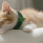 Sleeping kitten with green collar on soft blanket