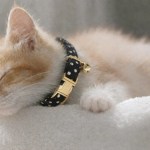 Sleeping ginger kitten wearing polka dot collar