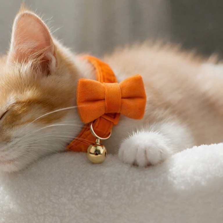 imgae 3 Ginger kitten wearing orange bow collar