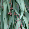 Eucalyptus leaves with hanging gumnuts