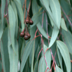 eucalyptus essential oil Eucalyptus leaves with hanging gumnuts
