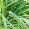 lemongrass essential oil Dew drops on green grass blades