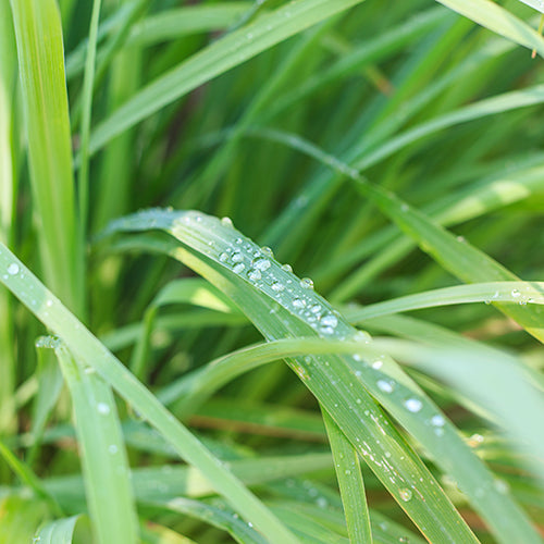 lemongrass essential oil Dew drops on green grass blades
