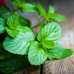 peppermint essential oil Fresh mint leaves on rustic wooden surface