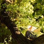 Green tea cat litter bag in tree