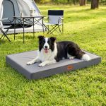 Border Collie on raised dog bed at campsite