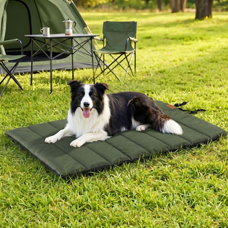 dbed roll gn 00.jpg Border Collie relaxing on mat at campsite