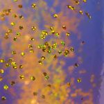 colored swimming rings bright colors sequin thickened inflatable glitter swim rings for swimming pool Gold glitter pieces on iridescent blue surface