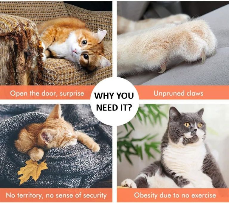 Collage showing cats and reasons for cat furniture
