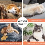 Collage of cats showing scratching and obesity issues