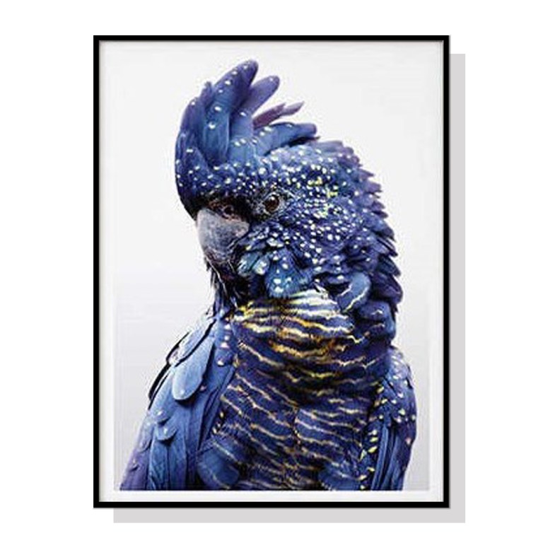 Blue cockatoo with speckled feathers portrait
