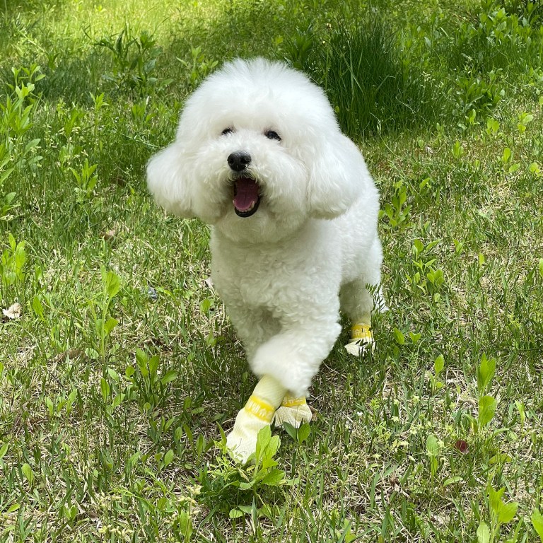 28pc x dog shoes waterproof disposable boots anti slip pet socks l yellow Fluffy white dog walking on grass outdoors