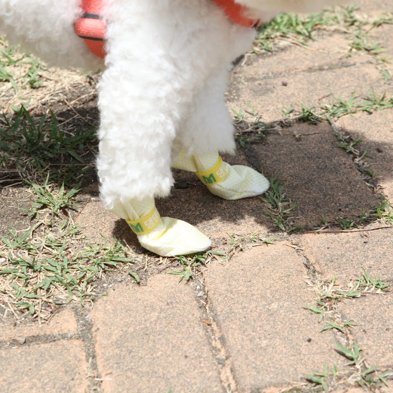 Small white dog wearing yellow booties outdoors