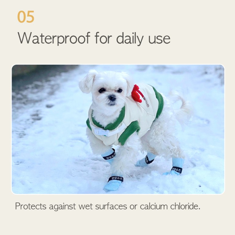 Small white dog wearing waterproof boots in snow