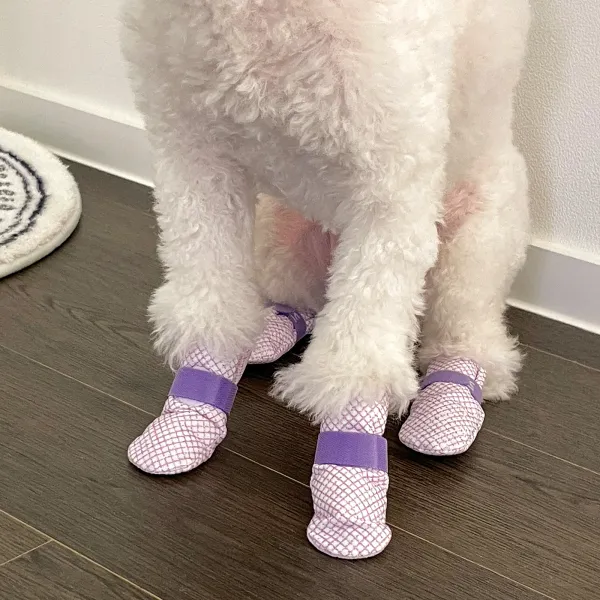 28pc x dog shoes waterproof disposable boots anti slip pet socks m violet Small white dog wearing purple booties indoors