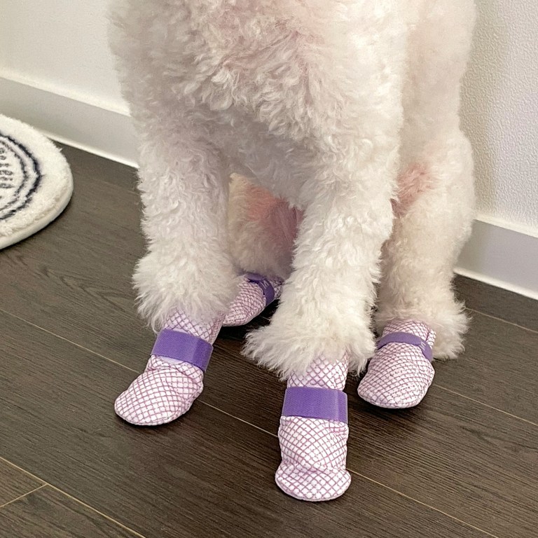 Small white dog wearing purple booties indoors