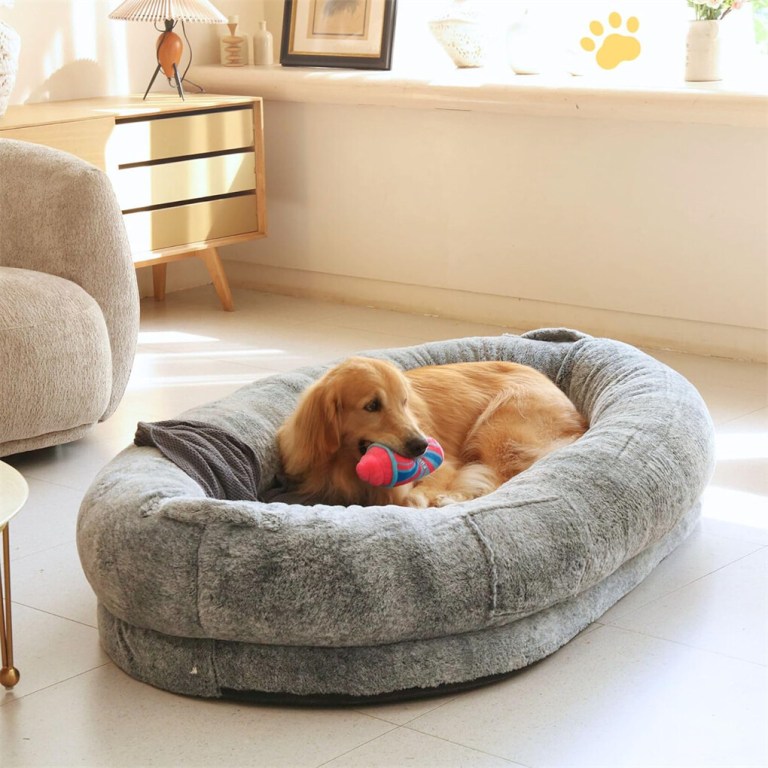 Golden dog resting on plush grey bed indoors