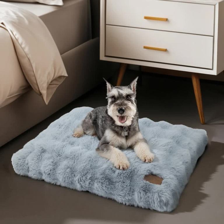comfortable pet bed with removable cover and anti skid base(medium) Schnauzer resting on fluffy blue pet bed indoors